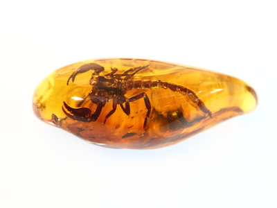 Baltic amber with an insect trapped inside, here a scorpion.