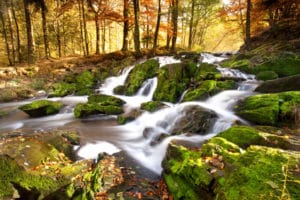 L'ambre résultat de transformations chimiques complexes de la résine a été transportée en mer Baltique par les cours d'eau