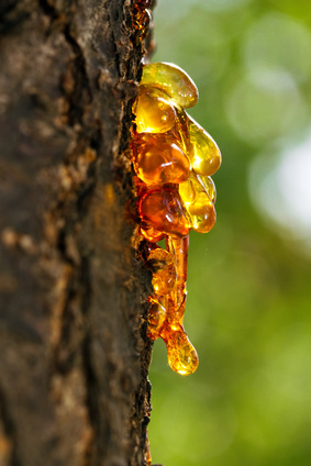 Resin falling from a tree, it is the original component of amber.