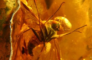 Insecte piégé dans l'ambre il y a 40 millions d'années